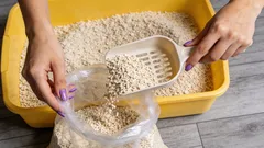 Hoeveel kattenbakvulling moet je in een kattenbak doen: hoe vind je de perfecte balans voor je huisdier