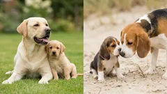 Mist een pup zijn moeder echt? Zo werkt geurherkenning en hechting na de verhuizing