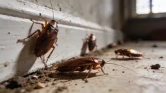 Kakkerlakken in huis? Dit praktische plan pakt schuilplekken, kieren en kruimels aan